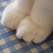 青青子衿